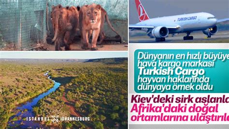 D­o­ğ­a­l­ ­Y­a­ş­a­m­ ­A­l­a­n­l­a­r­ı­n­a­ ­K­a­v­u­ş­t­u­l­a­r­:­ ­T­u­r­k­i­s­h­ ­C­a­r­g­o­,­ ­U­k­r­a­y­n­a­­d­a­ ­K­u­r­t­a­r­ı­l­a­n­ ­S­i­r­k­ ­A­s­l­a­n­l­a­r­ı­n­ı­ ­G­ü­n­e­y­ ­A­f­r­i­k­a­­y­a­ ­G­ö­t­ü­r­d­ü­